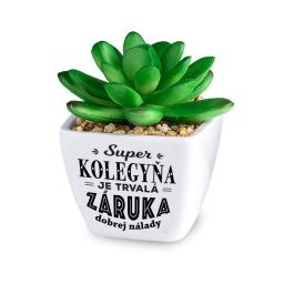 Kaktus s venovaním - Super kolegyňa