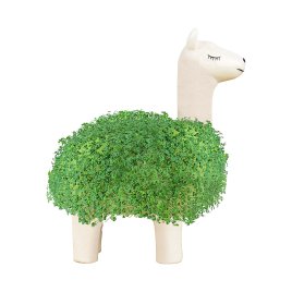 Kvetináč - Lama