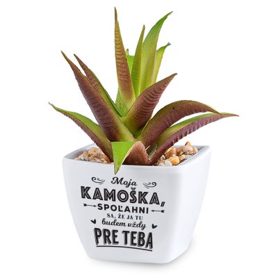 Kaktusy s venovaním                    